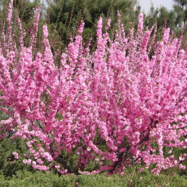 Миндаль трехлопастный - Prunus triloba С20