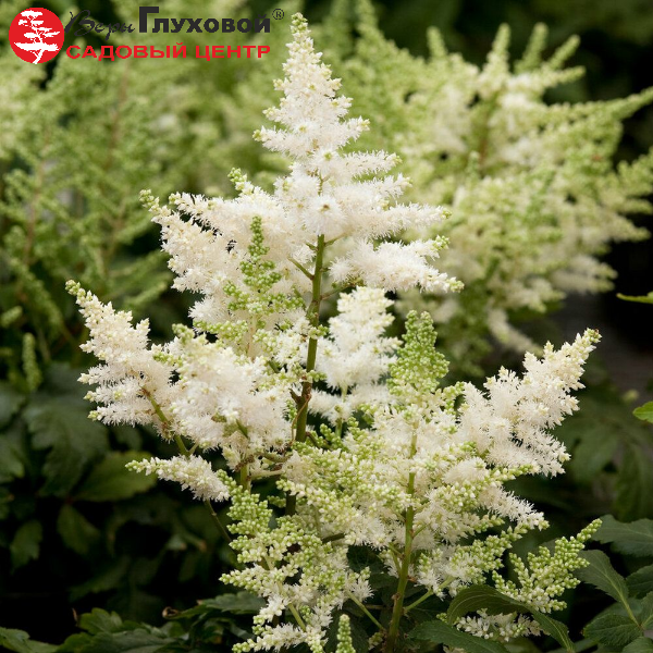 Основное изображение товара