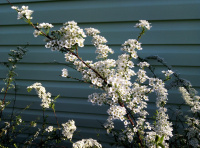 Спирея серая Грефшайм