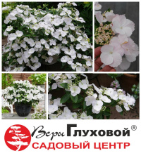 Новая гортензия «Runaway Bride»