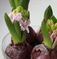 Поступление луковичных растений