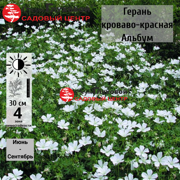 Основное изображение товара