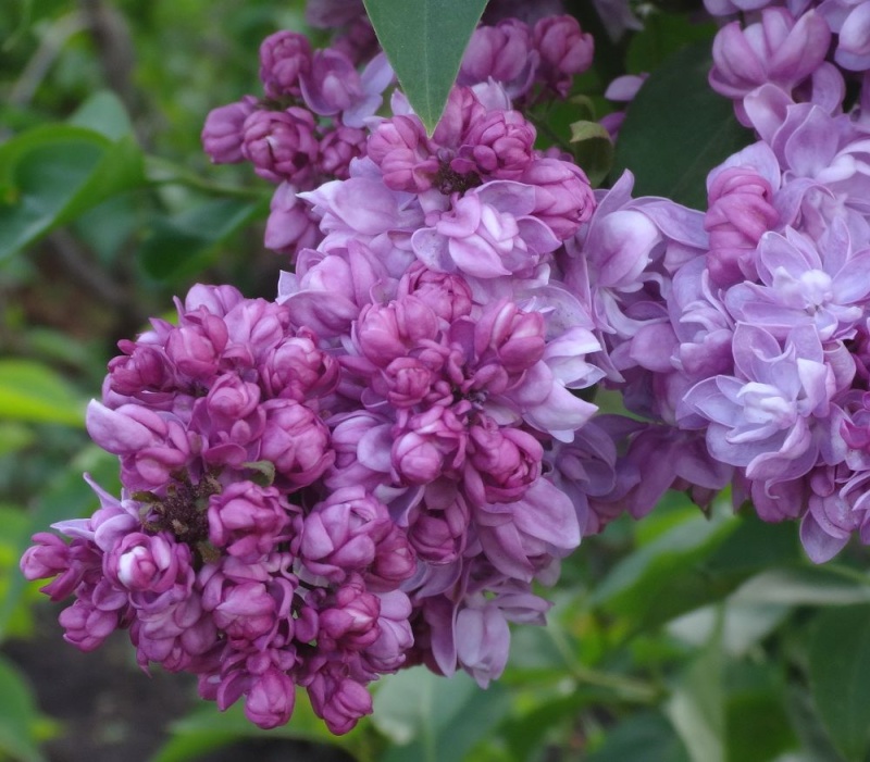 Сирень обыкновенная Русская песня