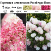 Гортензия метельчатая (Hydrangea paniculata) Распберри Пинк  С3 СП/24