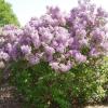 Сирень обыкновенная (Syringa vulgaris) Бель де Нанси   С3 СП/25