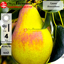 Груша Новогодняя (зимний сорт)