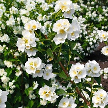 Основное изображение товара