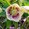 Морозник восточный (Нelleborus orientalis) Вайт Споттед С2 ГлХ/26