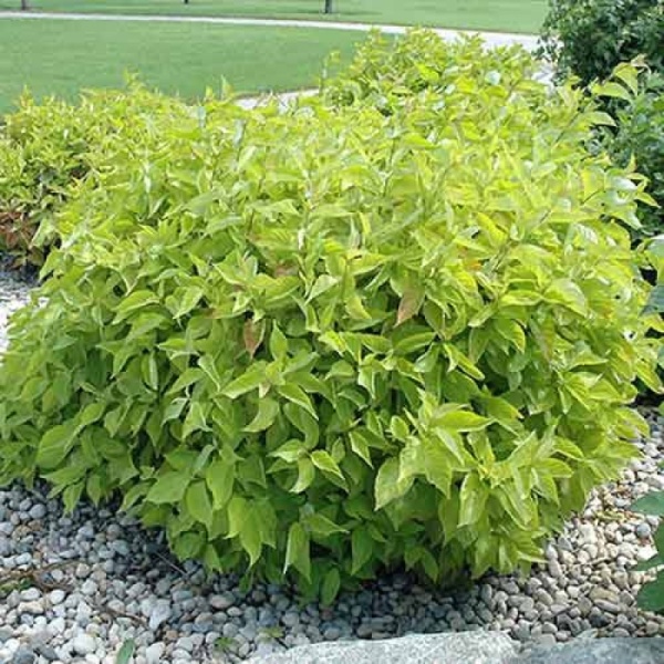 Дерен белый "Аурея" - Corulus alba Aurea