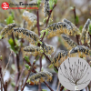 Ива хеномелесовидная (Salix chaenomeloides) Любберс Зварт Шт-80 С3 ПК/24