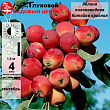 Яблоня колоновидная 