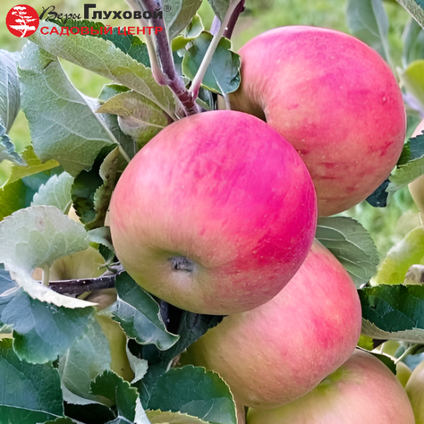 Основное изображение товара