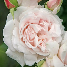 Основное изображение товара