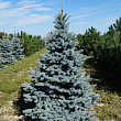 Ель колючая 