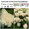 Гортензия метельчатая (Hydrangea paniculata) Грандифлора   С2 СП/26
