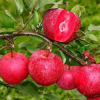 Яблоня красномясая Ред Кетти (зимний сорт)