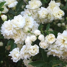 Основное изображение товара