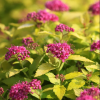 Спирея японская (Spiraea japonica) Голден Джек С3 СП/25