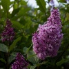 Сирень венгерская (Syringa josikata) С3 СП/25