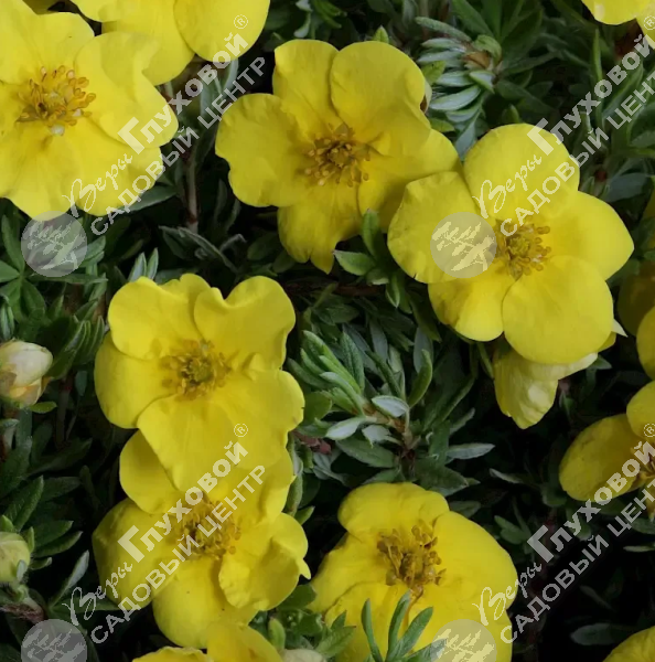 Лапчатка кустарниковая "Кобольд" на фото