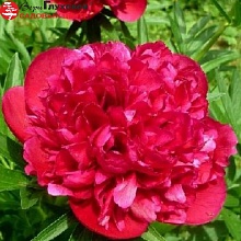 Основное изображение товара