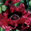 Мак восточный (Papaver orientale) Харлем С2 ГлХ/26