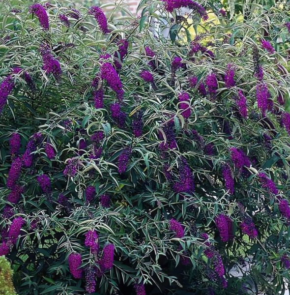 Основное изображение товара