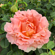 Роза плетистая 