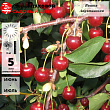Вишня 