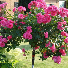 Основное изображение товара