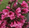 Вейгела цветущая (Weigela florida) Танго С3 СП/24