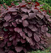Лещина крупная  