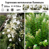 Гортензия метельчатая (Hydrangea paniculata) Папильон  С5 НАп/23