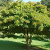 Боярышник сливолистный (Crataegus persimilis) 40-60 С5 БАл/26
