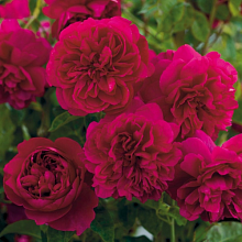 Основное изображение товара