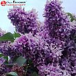 Сирень обыкновенная 