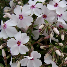 Основное изображение товара