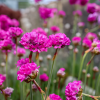 Армерия приморская (Armeria maritimа) Монинг Стар Дип Роуз С2 РФр/26