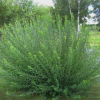 Ива гибрид Шабурова (Salix purpurea) Маяк-2 ('Фейерверк')   С7,5 СП/25