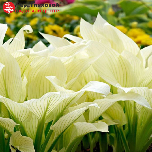 Основное изображение товара