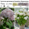 Гортензия древовидная (Hydrangea arborescens) Кандибель Маршмеллоу С3 СП/24