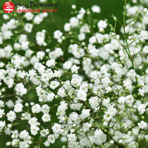 Основное изображение товара