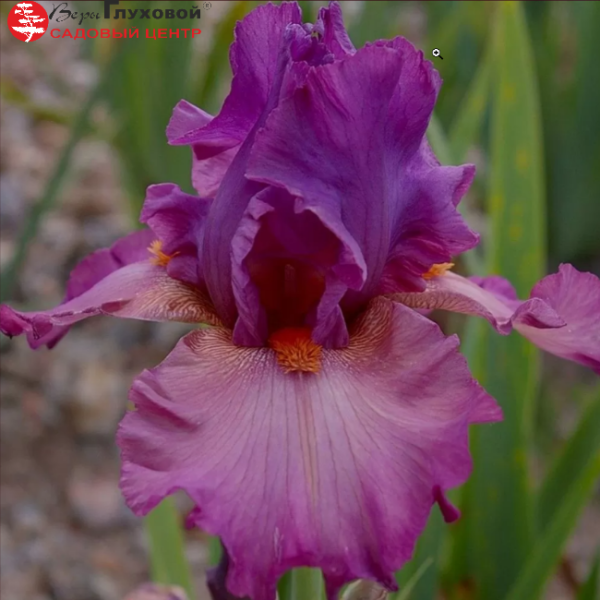 Основное изображение товара