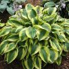 Хоста гибридная (Hosta hybridum) Брим Кап С2 ГлХ/26