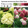 Гортензия метельчатая "Литтл Лайм Пунш" на фото