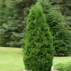 Туя западная (Thuja occidentalis) Пирамидалис Компакта   Р9 ГлХ/26