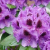Рододендрон (Rhododendron) крупноцветковый 'Peter Alan' 30-40 С5 ПЧ/25