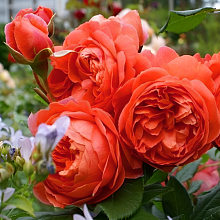 Основное изображение товара