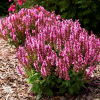 Шалфей дубравный (Salvia nemerosa) Нью Дименшн Роуз С2-3