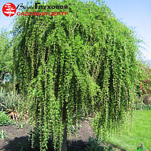 Основное изображение товара